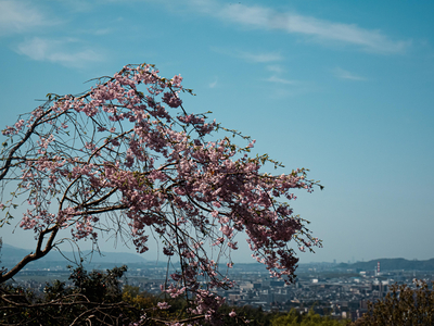 P1040051-reduced.jpg