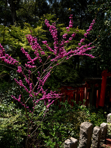 P1040119-reduced.jpg