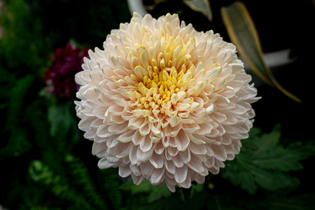 P1050177-reduced.jpg