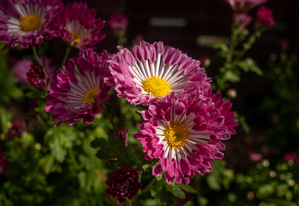P1050869-reduced.jpg