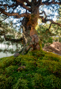 P1050971-reduced.jpg