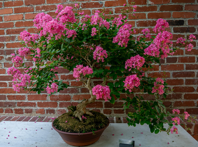P1040938-reduced.jpg